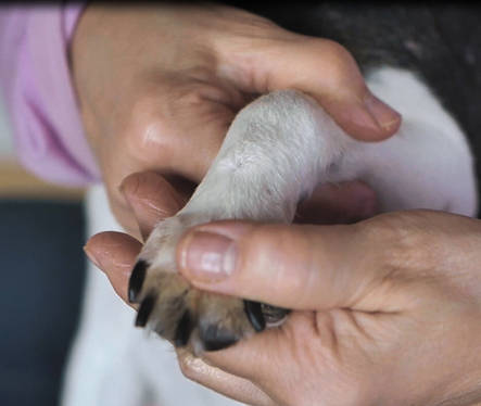 Pihkasuihke kotimainen ArcticVet - Koiran ihon ja haavan hoito - 024376 - 2