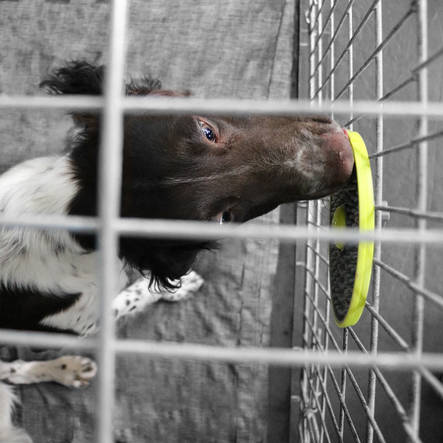 Twist & Lick 4in1 herkkupallo koiralle 18x7cm EBI - Koiran erikoislelut - 036486 - 2