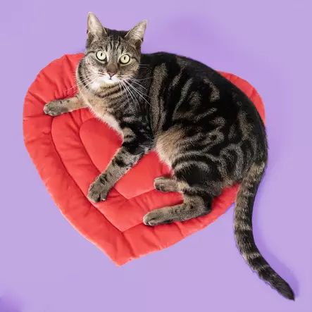 Alusta samettisydän 50x45x2cm punainen Duvo+ - Kissan alustat ja matot - 054256 - 2