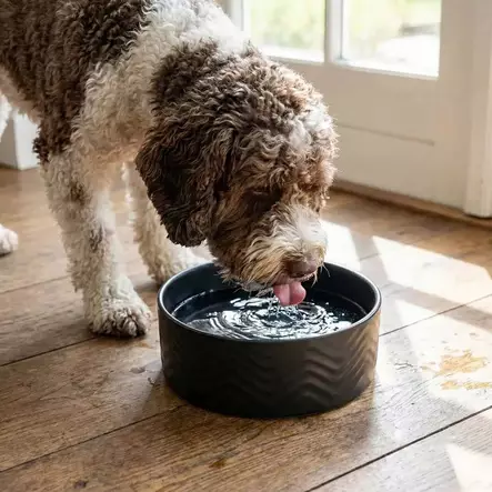Keramiikkakuppi Roxy Black 680ml 15cm musta OZami - Koiran keramiikkakupit - 056186 - 2