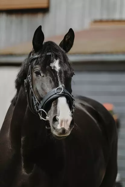 Nahkainen kapsoni leveällä turpahihnalla FULL musta Norton - Hevosen juoksutus ja maastakoulutus - 050986 - 2