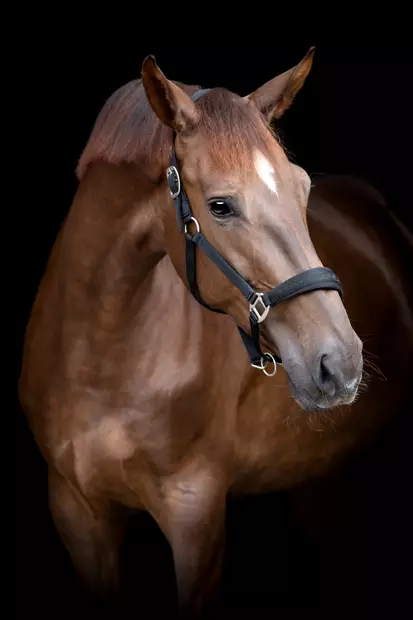 Nylonriimu Diya 2.0 XXFULL musta HorseGuard - Hevosen nylonriimut - 057586 - 2