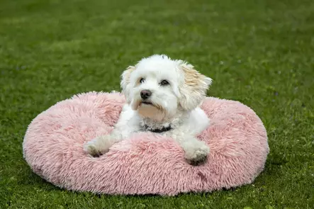 Pörröpeti Fluffy rosa HKM-sports - Koiran pesäpedit - 055306 - 2