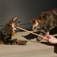 Puinen käsittelykeppi Lou kissalle 35cm D&D - Kissan aktivointituoksut ja erikoislelut - 038266 - 4