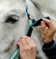 Nylonriimu Fieldsafe blue haze Horseware - Hevosen nylonriimut - 057376 - 3
