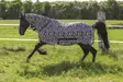Verkkoloimi Combo kiinteällä kaulakappaleella zebra Riding World - Hevosen hyönteis- ja UV-loimet - 057296 - 2