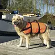 Koirien pelastusliivi oranssi Beeztees - Koiran pelastusliivit ja kelluntapuvut - 009296 - 2