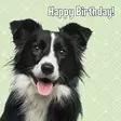 Kortti 13.7x13.7cm Happy Birthday! bordercollie - Lahjatavarat - 059136 - 1