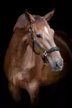 Nylonriimu Diya 2.0 XXFULL musta HorseGuard - Hevosen nylonriimut - 057586 - 2