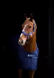 Talliloimi Cosy Stable navy Bucas - Hevosen kevyttoppatalliloimet - 055526 - 4