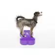 Tasapainotyyny K9FITbone 58x29x10cm FitPaws - Koiran aktivointilelut - 060146 - 1