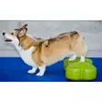Tasapainotyyny K9FITbone 58x29x10cm FitPaws - Koiran aktivointilelut - 060146 - 3