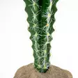 Tekokaktus Columnar 1 pylväskaktus Terra Della - Terraarion tarvikkeet ja kuivikkeet - 059436 - 2