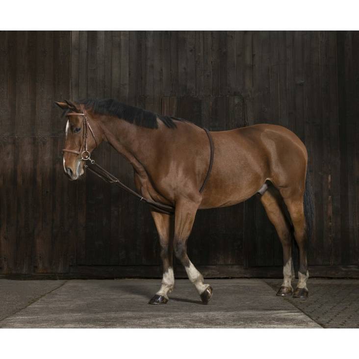 Juoksutusapu Norton - Hevosen juoksutus ja maastakoulutus - 024126 - 1