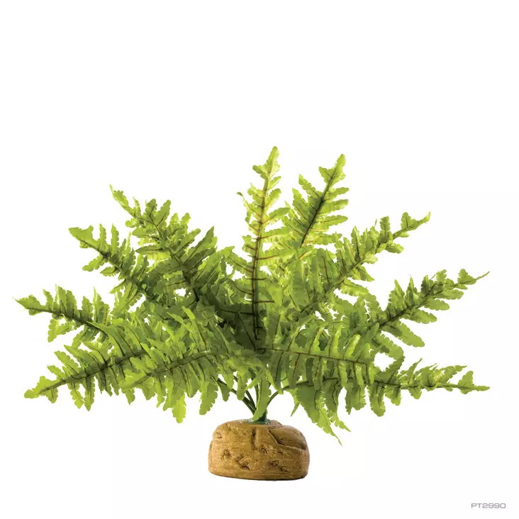 Tekosaniainen Boston Fern S ExoTerra - Terraarion tarvikkeet ja kuivikkeet - 041256 - 1