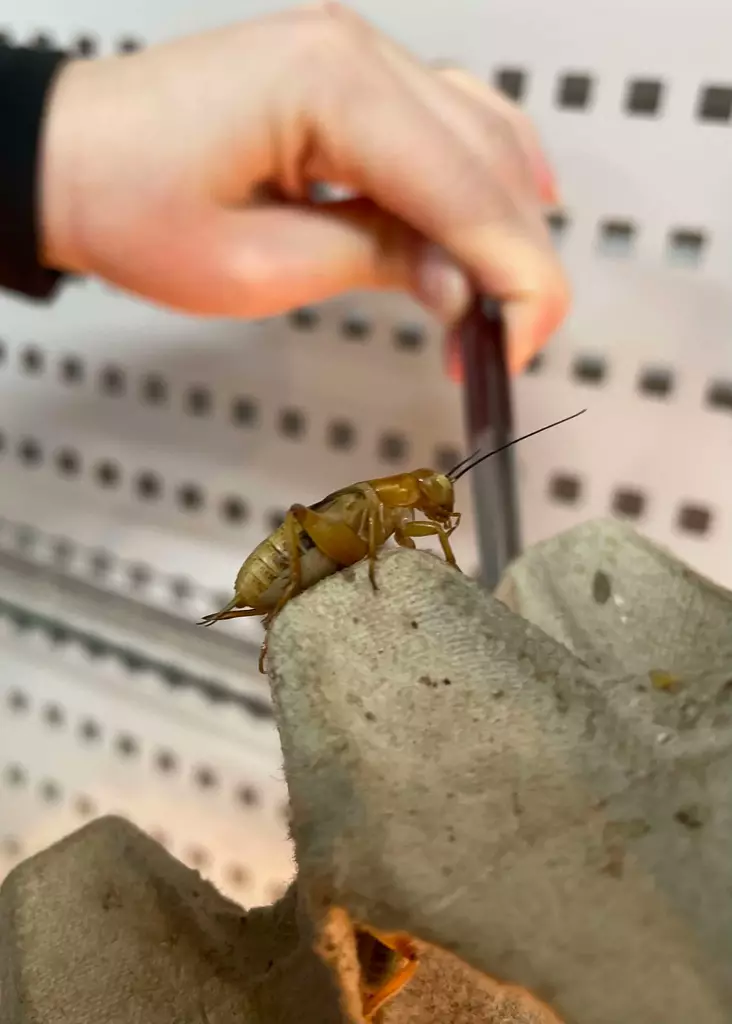 Kenttäsirkka XL kotimainen (Gryllus bimaculatus) Gryllus - Matelijoiden ruokinta ja lisäravinteet - 050546 - 1