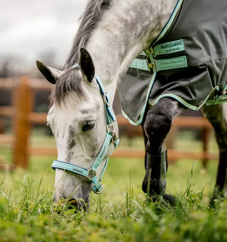 Nylonriimu Fieldsafe blue haze Horseware - Hevosen nylonriimut - 057376 - 1