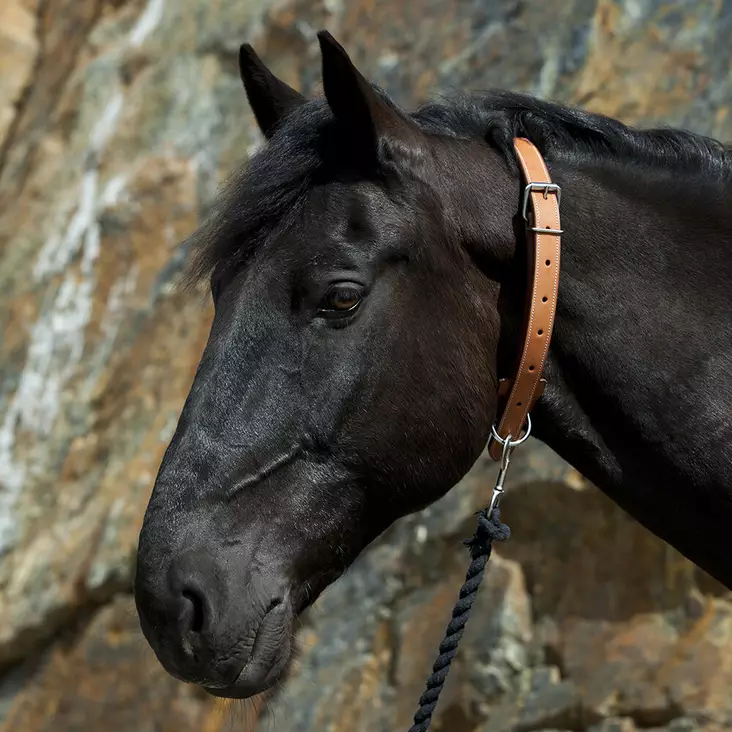 Hevosen kaulapanta FULL vaaleanruskea nahkaa Hansbo Sport - Kaulapannat hevoselle - 001746 - 1