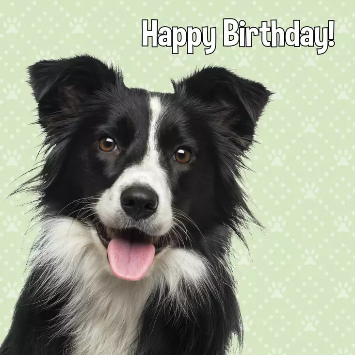 Kortti 13.7x13.7cm Happy Birthday! bordercollie - Lahjatavarat - 059136 - 1