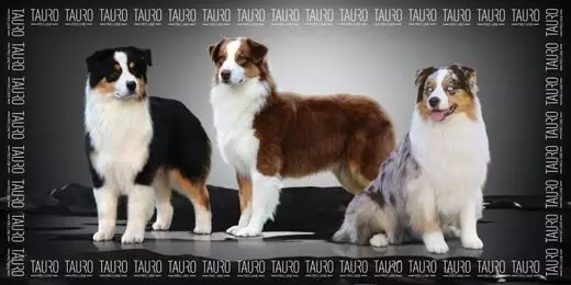 Mikrokuitupyyhe 80x160cm aussit Tauro Pro Line Premium - Koiran pyyhkeet ja kuivatusmanttelit - 053526 - 1