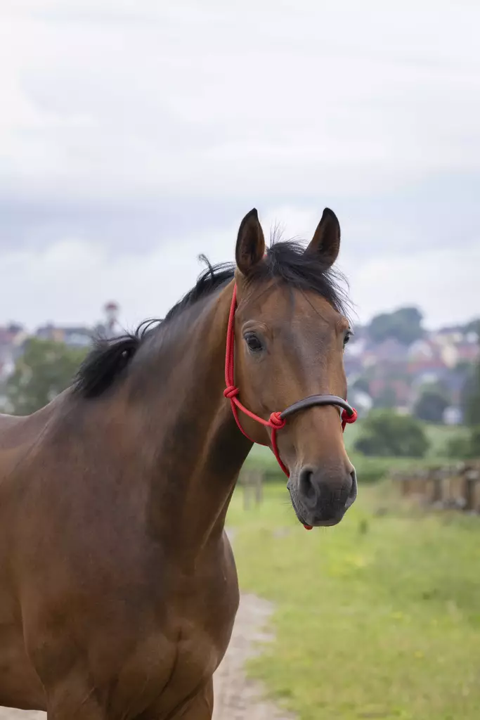 Naruriimu Ethological pehmusteella FULL Norton - Hevosen nylonriimut - 055066 - 1