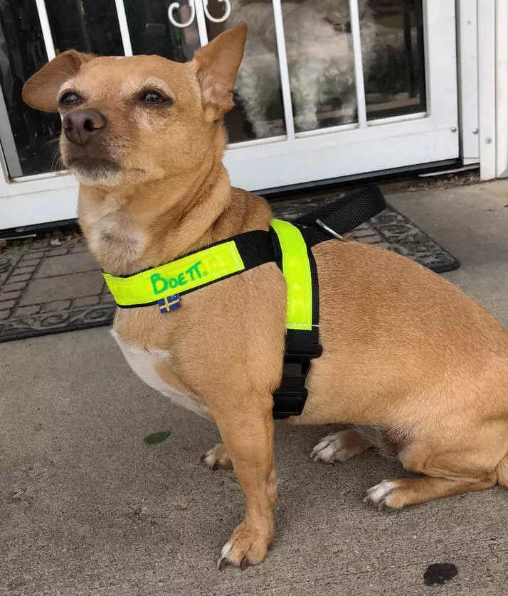 Talutinvaljas 3cm leveällä nauhalla Boett - Koiran heijastimet ja turvavalot - 019916 - 1