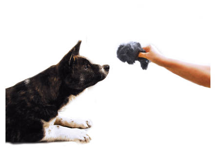 Karvahiiri vingulla 19cm kania Show Tech - Koiranäyttely harrastaminen - 018657 - 2