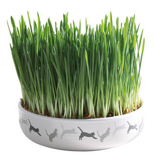 Kissanruoho 50g 15x4cm kulhossa Trixie - Kissan herkut ja makupalat - 012557 - 1