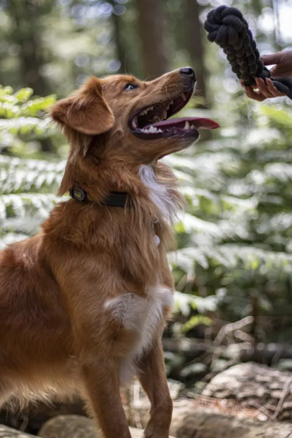 Köysipatukka Ringo 40cm harmaa DT Flamingo - Koiran köysilelut - 032627 - 2