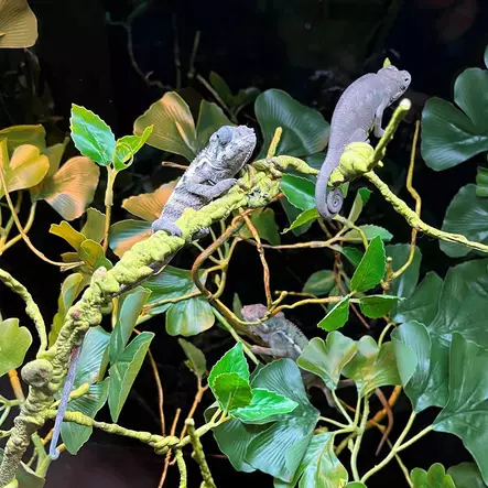 Koristeoksa Plant Branch ohut 130cm Terra Della - Terraarion tarvikkeet ja kuivikkeet - 044527 - 2