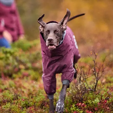 Lämpöhaalari Extreme Overall lila Hurtta - Koiran haalarit - 055227 - 2