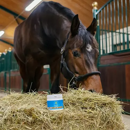 Thiamin B1 Eclipse Biofarmab - Hevosen kivennäiset ja vitamiinit - 003507 - 3