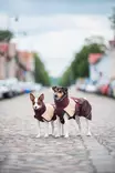 ArcticPomppa Maroon - Koiran manttelit - 059827 - 3