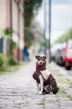 ArcticPomppa Maroon - Koiran manttelit - 059827 - 4