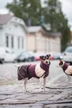 ArcticPomppa Maroon - Koiran manttelit - 059827 - 2