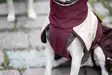ArcticPomppa Maroon - Koiran manttelit - 059827 - 8