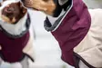 ArcticPomppa Maroon - Koiran manttelit - 059827 - 7