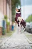 ArcticPomppa Maroon - Koiran manttelit - 059827 - 5