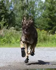 Koiran tossu MAX Protect Bootie 4 kpl musta V.I.P Dogwear - Koiran tossut, sukat ja korvasuojat - 056107 - 2