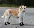 Koiran tossu MAX Protect Bootie 4 kpl musta V.I.P Dogwear - Koiran tossut, sukat ja korvasuojat - 056107 - 3