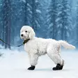 Koiran tossut Arctic Protect 4x musta V.I.P Dogwear - Koiran tossut, sukat ja korvasuojat - 056117 - 4