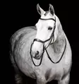 Kuolaimettomat suitset Micklem Britless Bridle FULL musta Horseware - Ratsuhevosen suitset ja turpahihnat - 055437 - 1