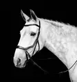 Kuolaimettomat suitset Micklem Britless Bridle FULL musta Horseware - Ratsuhevosen suitset ja turpahihnat - 055437 - 2