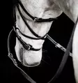Kuolaimettomat suitset Micklem Britless Bridle FULL musta Horseware - Ratsuhevosen suitset ja turpahihnat - 055437 - 4