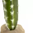 Tekokaktus Columnar 2 pylväskaktus Terra Della - Terraarion tarvikkeet ja kuivikkeet - 059437 - 4