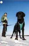 Y-valjas RAMBLE long teal Non-stop dogwear - Koiran Y-valjaat - 057207 - 5