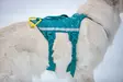 Y-valjas RAMBLE long teal Non-stop dogwear - Koiran Y-valjaat - 057207 - 8