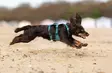 Y-valjas RAMBLE long teal Non-stop dogwear - Koiran Y-valjaat - 057207 - 2