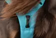 Y-valjas RAMBLE long teal Non-stop dogwear - Koiran Y-valjaat - 057207 - 9