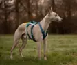 Y-valjas RAMBLE long teal Non-stop dogwear - Koiran Y-valjaat - 057207 - 3